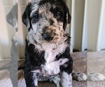 Small #8 Breeder Profile image