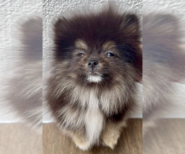 Medium Photo #2  Breeder Profile in BELLFLOWER, CA, USA