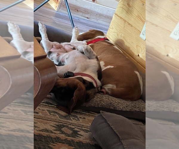 Medium Photo #4  Breeder Profile in IDABEL, OK, USA