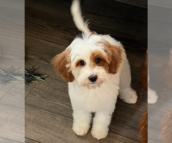 Medium Photo #22  Breeder Profile in FLAT ROCK, NC, USA