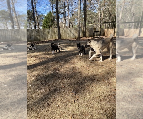 Medium Photo #18  Breeder Profile in MCDONOUGH, GA, USA