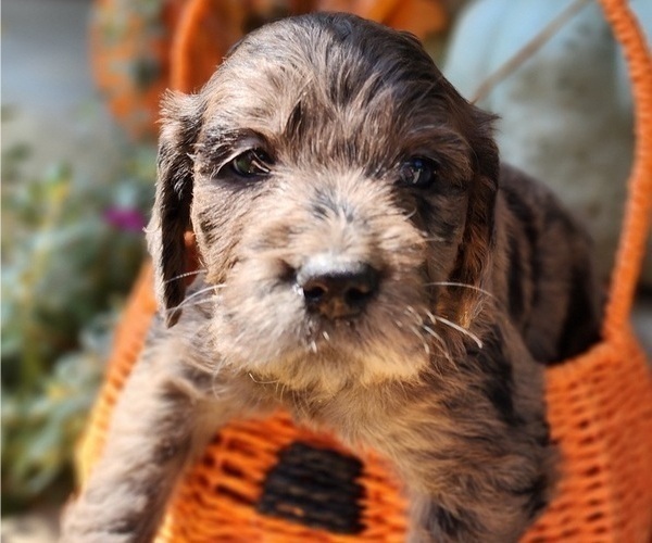 Medium Photo #6  Breeder Profile in WACO, TX, USA