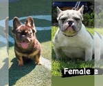 Small #42 Breeder Profile image