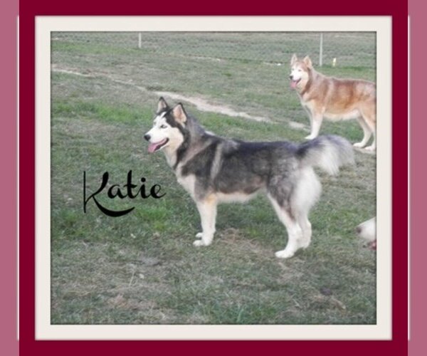 Medium Photo #1  Breeder Profile in GADSDEN, AL, USA