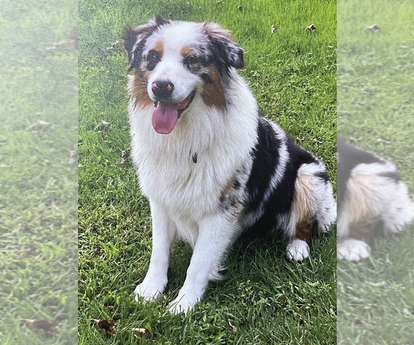 Medium Photo #17  Breeder Profile in NEW HAVEN, CT, USA