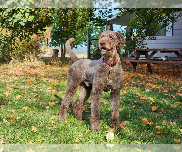 Medium Photo #14  Breeder Profile in CLAYTON, WA, USA