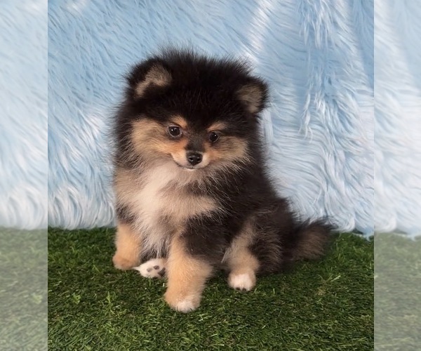 Medium Photo #22  Breeder Profile in KENNESAW, GA, USA