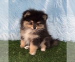 Small #21 Breeder Profile image