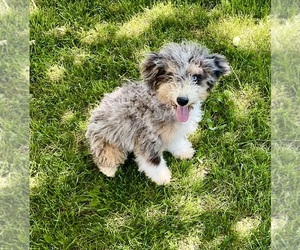 Bernedoodle (Miniature) Dog Breeder near BLUE SPRINGS, MO, USA