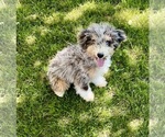 Small breeder photo