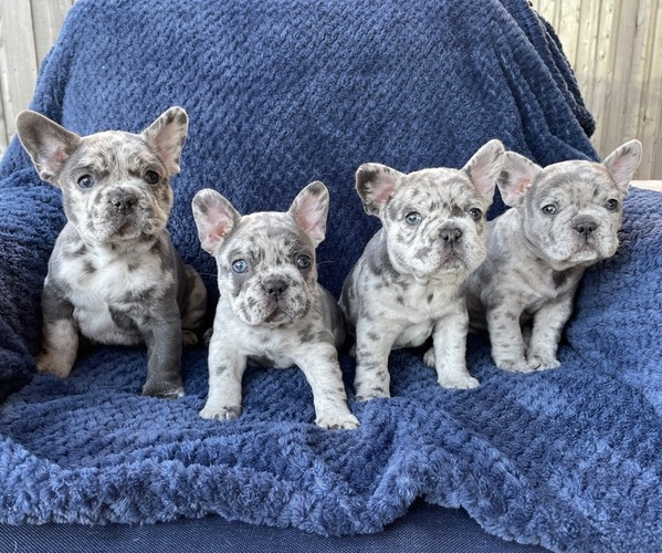 Medium Photo #1  Breeder Profile in FAIRVIEW, TX, USA