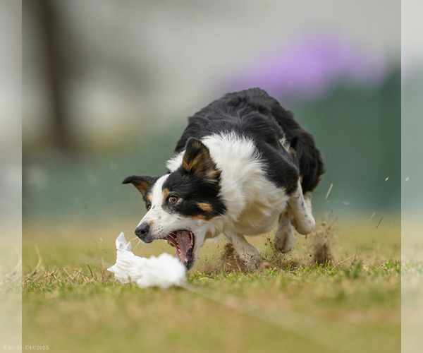 Medium Photo #5  Breeder Profile in HUNTERSVILLE, NC, USA