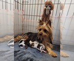 Small #96 Breeder Profile image