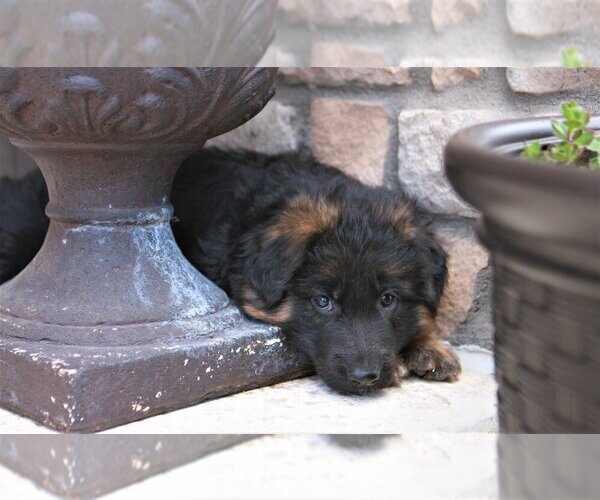 Medium Photo #12  Breeder Profile in AURORA, CO, USA
