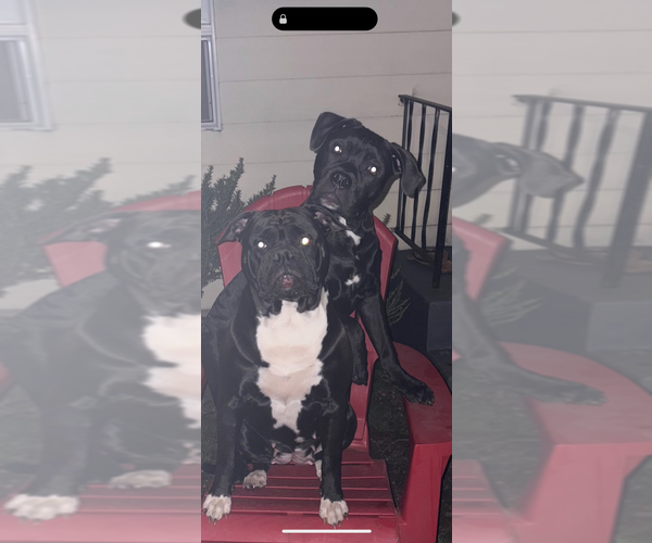 Medium Photo #6  Breeder Profile in PORTLAND, OR, USA