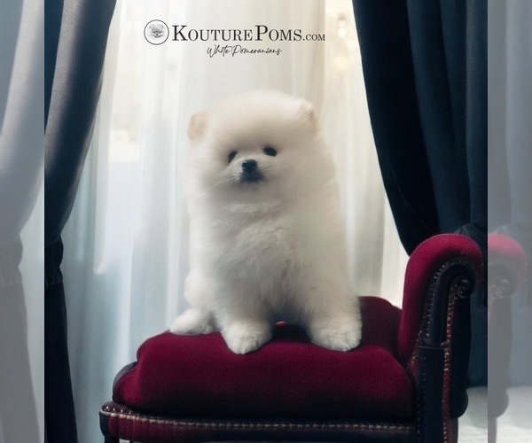 Medium Photo #21  Breeder Profile in CHARLOTTE, NC, USA