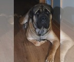 Small #6 Breeder Profile image
