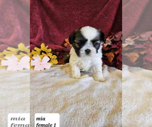 Medium Photo #2  Breeder Profile in SIOUX CENTER, IA, USA