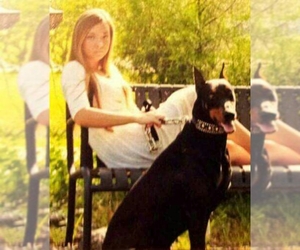 Doberman Pinscher Dog Breeder near WINNSBORO, LA, USA