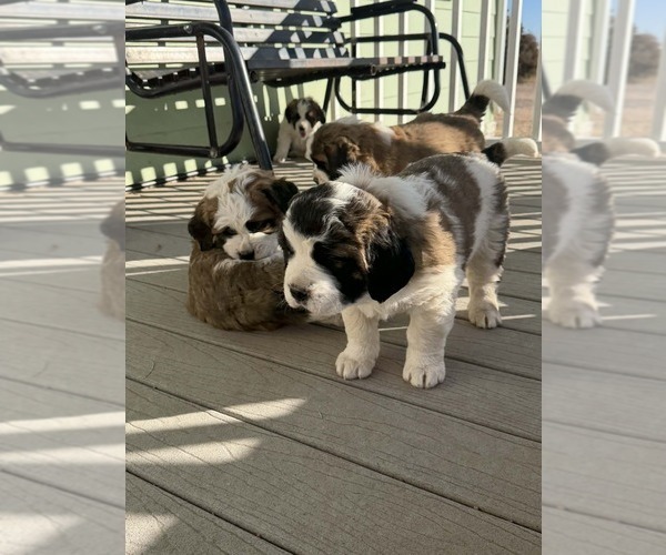 Medium Photo #10  Breeder Profile in OTIS, CO, USA