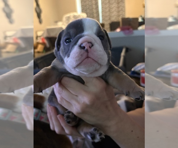 Medium Photo #6  Breeder Profile in DURHAM, NC, USA