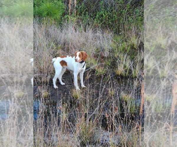 Medium Photo #129  Breeder Profile in HORTENSE, GA, USA