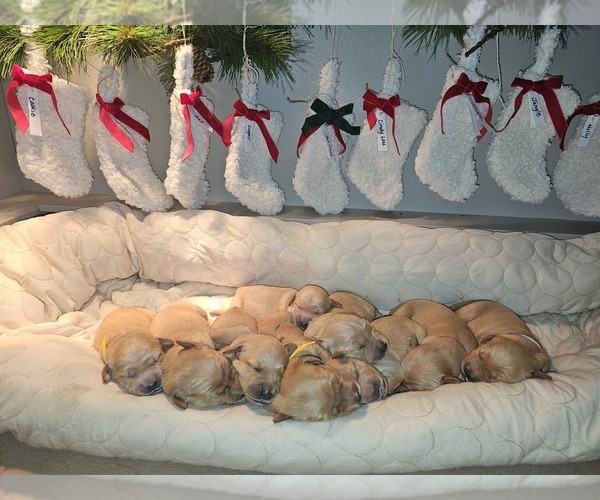 Medium Photo #1  Breeder Profile in WASECA, MN, USA