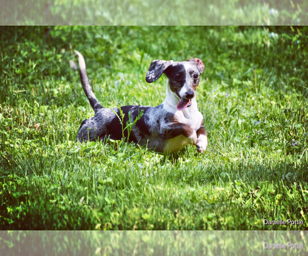 Medium Photo #1  Breeder Profile in HEREFORD, AZ, USA