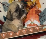 Small #11 Breeder Profile image