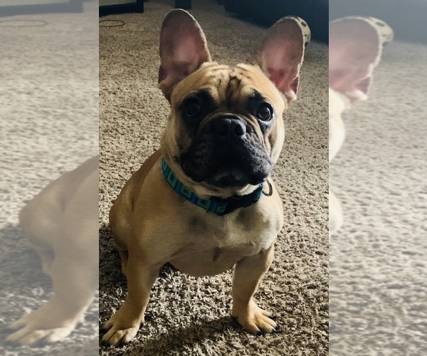 Medium Photo #1  Breeder Profile in KALAMAZOO, MI, USA