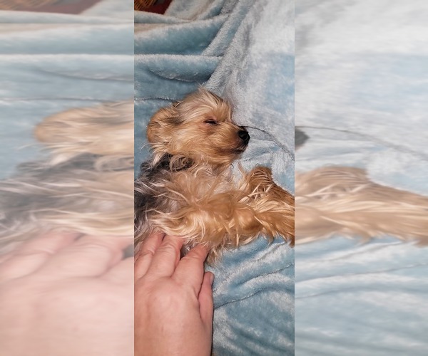 Medium Photo #348  Breeder Profile in AKRON, OH, USA