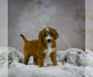 Goldendoodle Dog Breeder in ITASCA,  USA