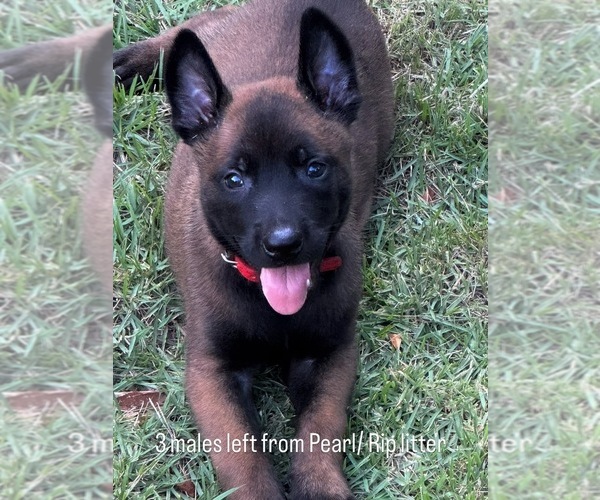 Medium Photo #7  Breeder Profile in AIKEN, SC, USA