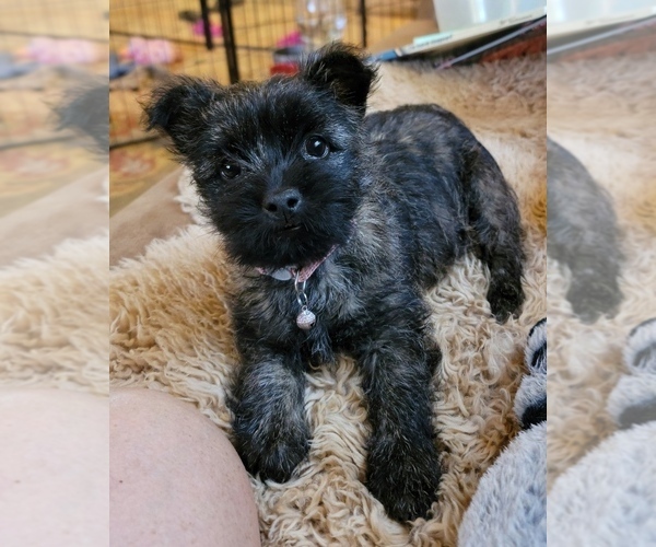 Medium Photo #8  Breeder Profile in FAIR OAKS, CA, USA