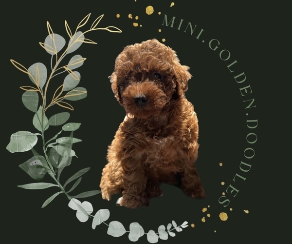 Medium Photo #1  Breeder Profile in RANCHO CUCAMONGA, CA, USA