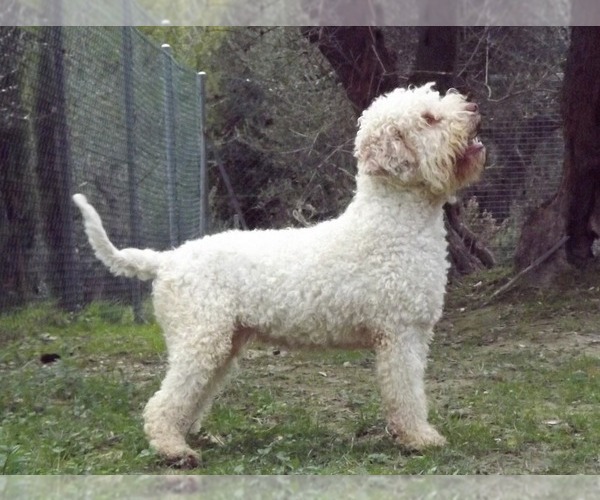 Medium Photo #8  Breeder Profile in LYNDEN, WA, USA