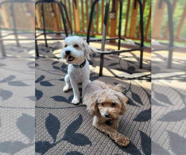 Medium Photo #1  Breeder Profile in HANNIBAL, MO, USA