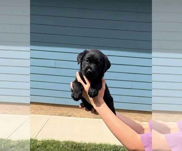 Medium Photo #2  Breeder Profile in ONALASKA, WA, USA