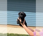 Small Photo #2  Breeder Profile in ONALASKA, WA, USA