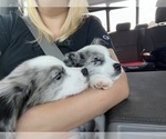 Small #9 Breeder Profile image