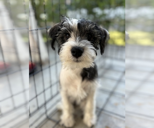 Medium Photo #5  Breeder Profile in SAINT MARYS, KS, USA