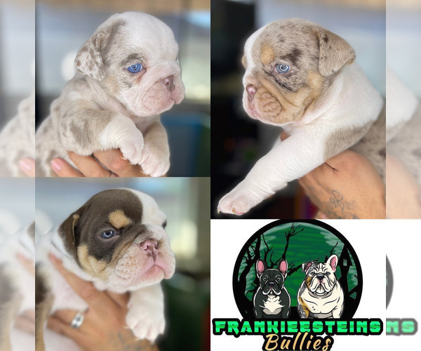 Medium Photo #1  Breeder Profile in CORONADO, CA, USA