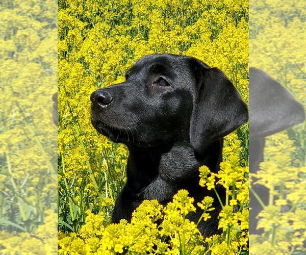 Medium Photo #1  Breeder Profile in BRANDON, MI, USA