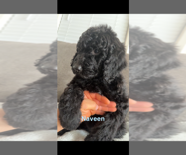 Medium Photo #1  Breeder Profile in MANTECA, CA, USA