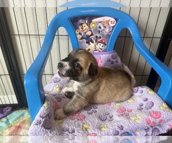 Medium Photo #4  Breeder Profile in LULING, TX, USA