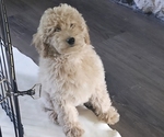 Small #7 Breeder Profile image