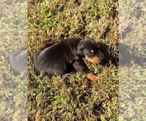 Doberman Pinscher Dog Breeder near HUNTSVILLE, AL, USA