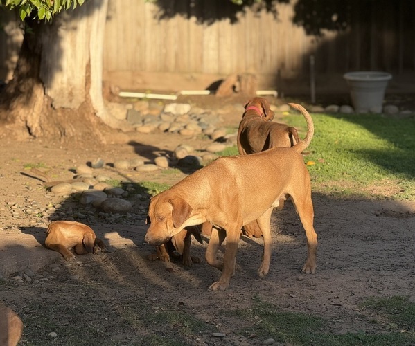 Medium Photo #8  Breeder Profile in FRESNO, CA, USA