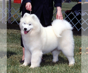 Samoyed Dog Breeder near COOPERSBURG, PA, USA