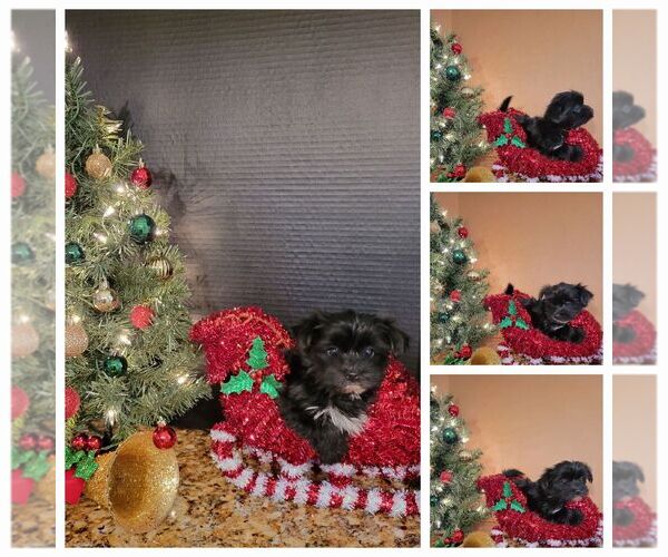 Medium Photo #3  Breeder Profile in KATY, TX, USA